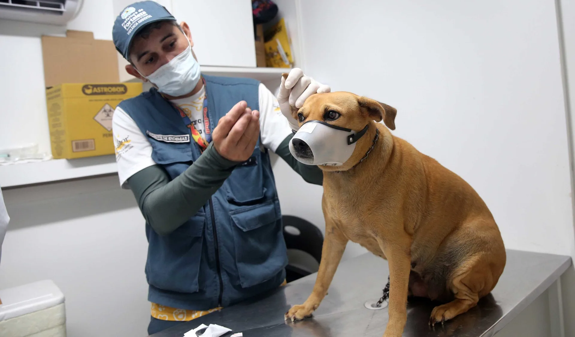 VetMóvel realiza atendimentos veterinários para cães e gatos em bairros de Fortaleza; saiba como agendar