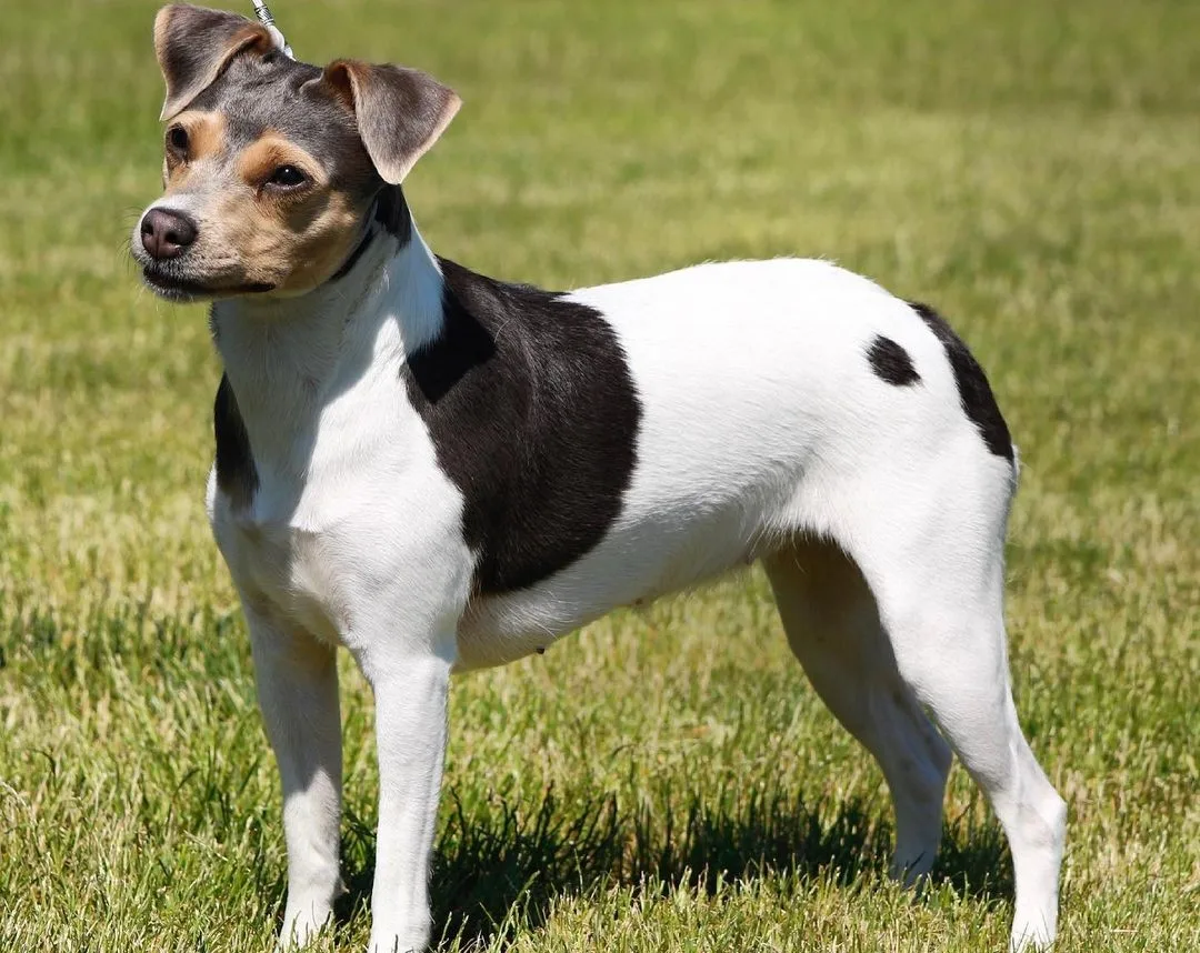 Terrier brasileiro, mais conhecido como fox paulistinha