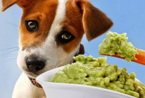 cachorro-pode-comer-abacate