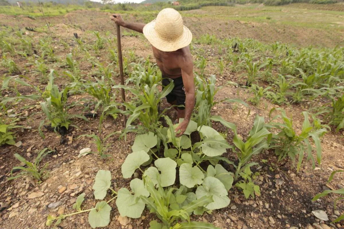 200 mil agricultores familiares no Ceará serão apoiados com o Garantia Safra
