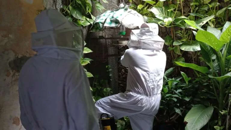 Enxame de abelhas “capuxu” é removido de casa no bairro Passaré, em Fortaleza