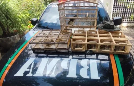 22 pássaros são apreendidos em feira-livre de Pacajus; um suspeito foi levado à delegacia