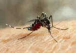 Falhas do Ministério da Saúde agravaram epidemia da dengue no Brasil; veja principais erros