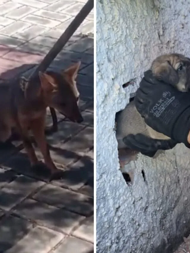 Cachorro do mato e filhote preso em parede são resgatados pelos bombeiros no Ceará