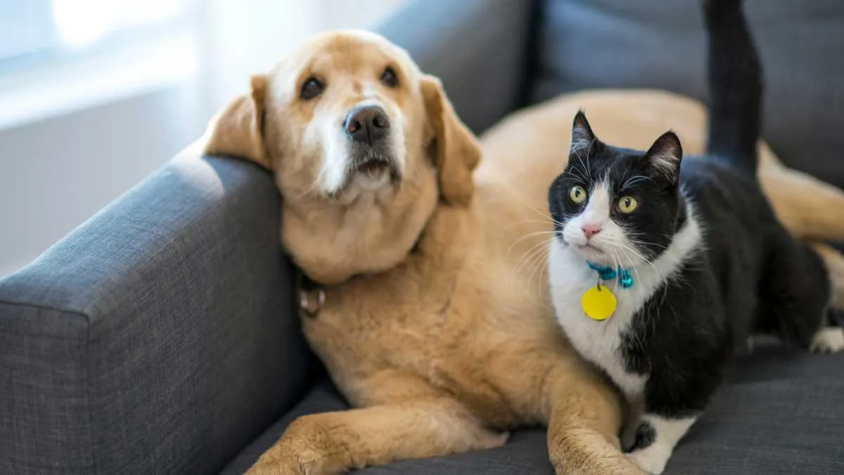 Mais de 620 mil animais já possuem RG digital no SinPatinhas