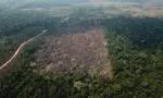 Brasil registra perda de 15% de florestas naturais em quase 40 anos