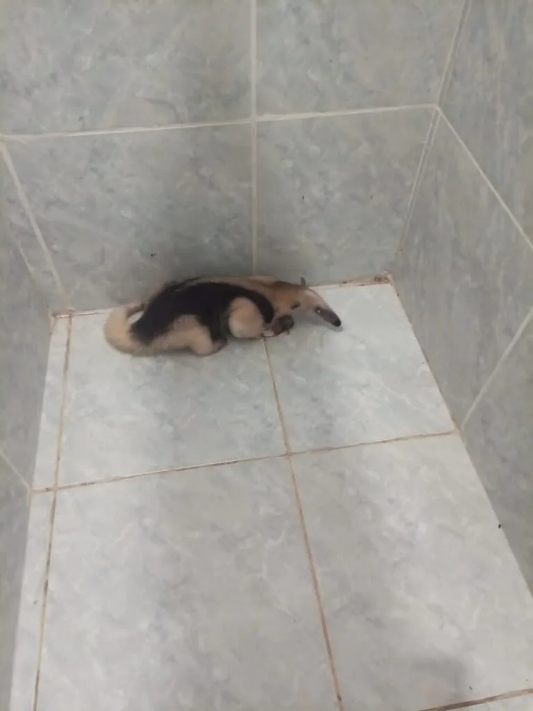 Tamanduá-Mirim é encontrado dentro de um hotel em Barbalha; veja vídeo