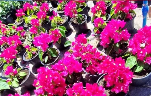 Feira com plantas exóticas e ornamentais segue até domingo (24) em Fortaleza