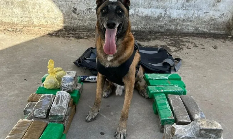 Com ajuda de cão farejador, Polícia Civil apreende 28 kg de maconha em Fortaleza