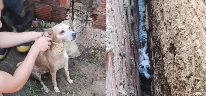 Cachorro se assusta, prende cabeça e é preciso ser resgatado pelos Corpo de Bombeiros
