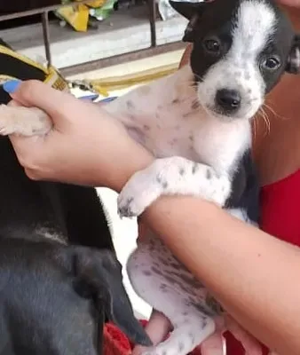 Cachorro se assusta, prende cabeça e é preciso ser resgatado pelos Corpo de Bombeiros