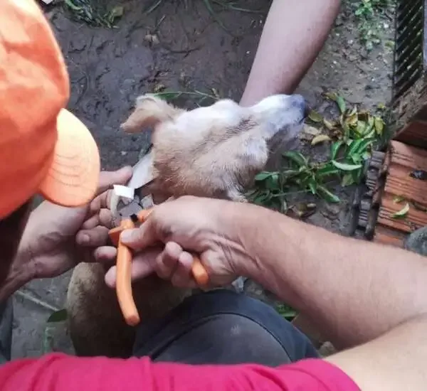 Cachorro se assusta, prende cabeça e é preciso ser resgatado pelos Corpo de Bombeiros