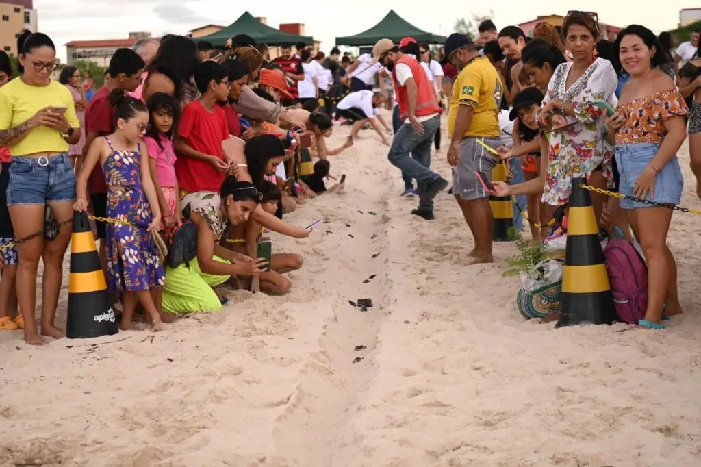 Nascem primeiras tartarugas de ninhos formados na nova faixa de praia do Icaraí, em Caucaia