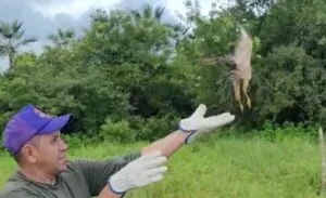 56 animais silvestres são devolvidos à natureza em ação de soltura na Grande Fortaleza