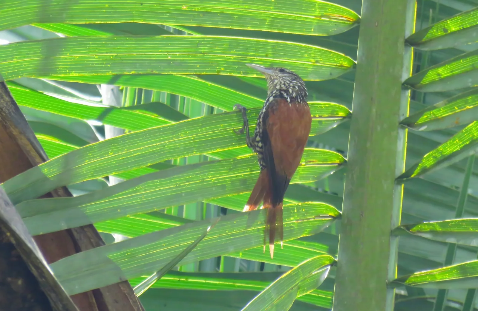 Descoberta rara: Limpa-folha-do-buriti é avistado na Caatinga no Dia Nacional da Preservação