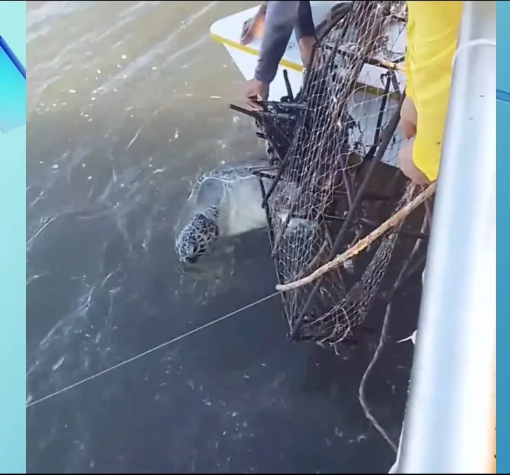 Tartaruga presa em armadilha é resgatada no mar de Fortim, litoral do Ceará