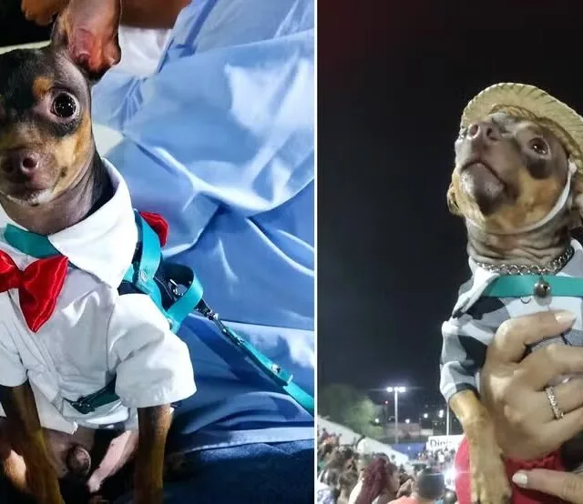 Cachorro é flagrado andando de moto usando camisa e capacete no interior do Ceará; vídeo