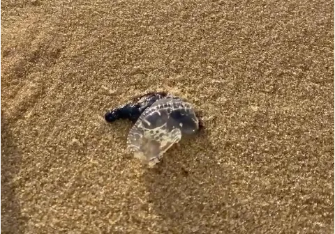 Banhistas registram surgimento de águas-vivas na Praia do Futuro