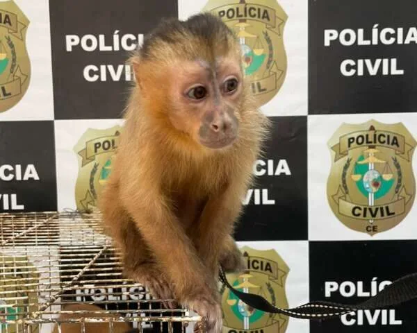 Homem é preso em Fortaleza por maus-tratos e por manter animais silvestres ameaçados de extinção em cativeiro