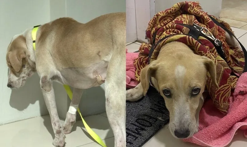 Cachorros baleados em tentativa de chacina recebem tratamento; ONG pede ajuda para cobrir despesas