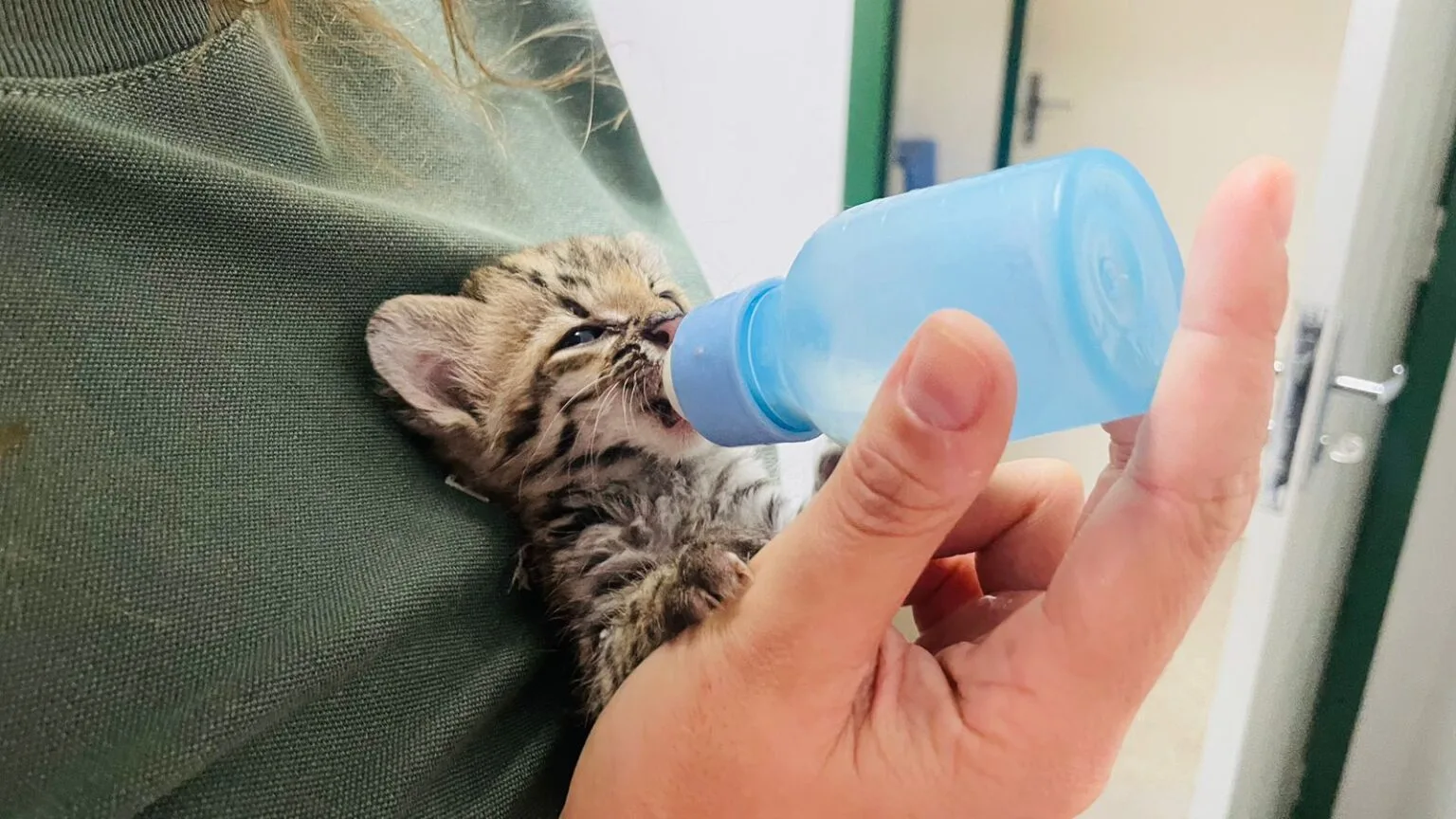 Ceará realiza resgates de quase 12 mil animais em 2024 em operações contra maus-tratos e crimes ambientais