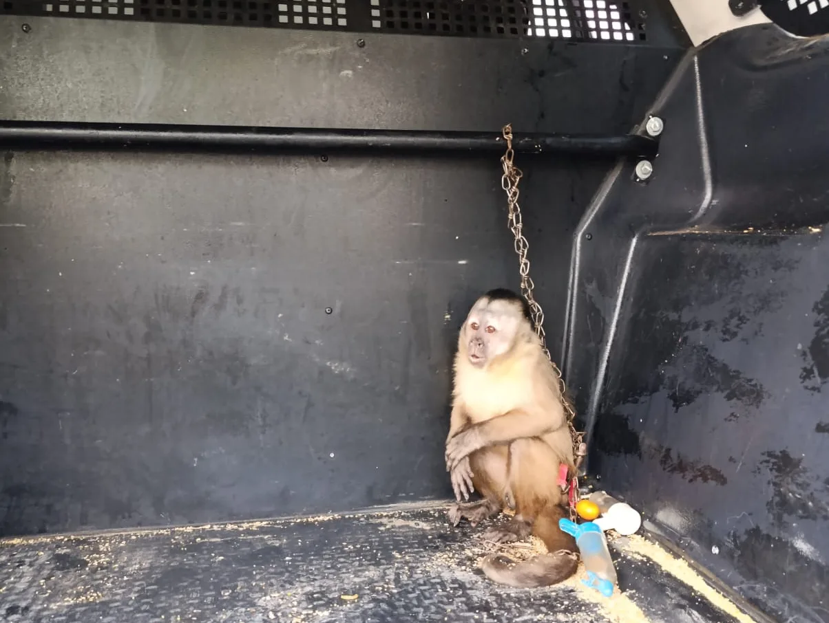 Macaco-prego e aves silvestres são resgatados e espingardas são apreendidas no Ceará