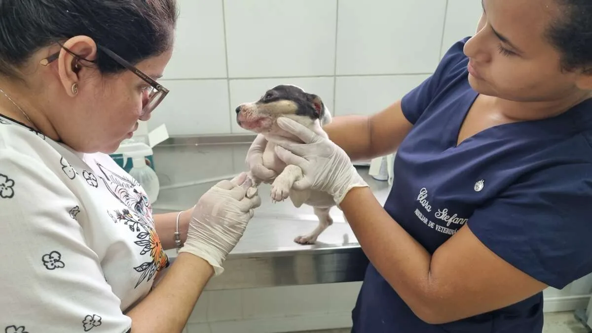 Filhotes de cachorro são resgatados por policiais em Sobral