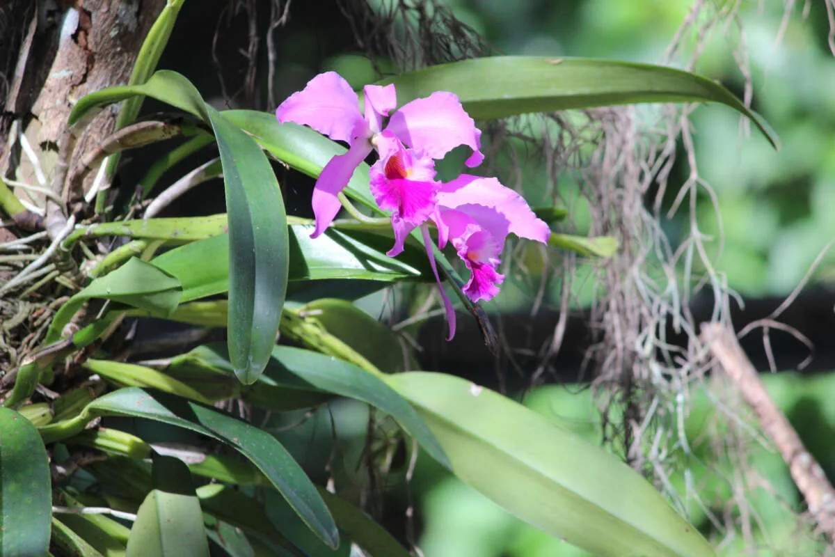 Orquídea Cattleya labiata é oficializada como flor símbolo do Ceará