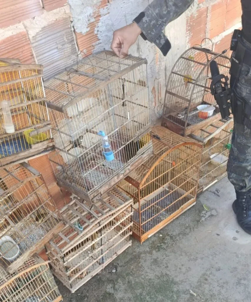 Polícia militar resgata oito aves silvestres e homem é detido em Juazeiro do Norte