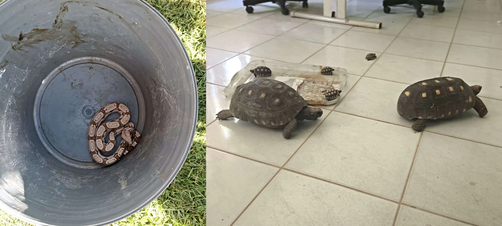 Cobra jiboia e seis jabutis são resgatados em residência no interior do Ceará