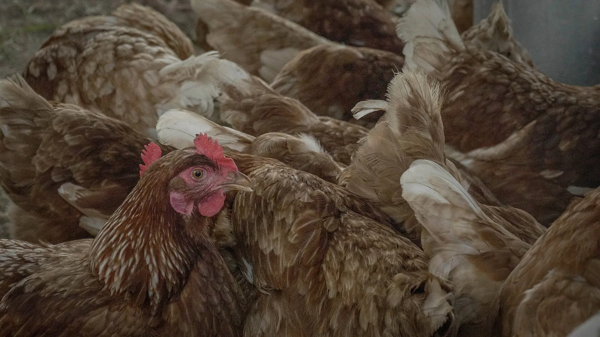 Brasil registra recorde de 1,6 bilhão de aves comerciais em 2024, mostra IBGE