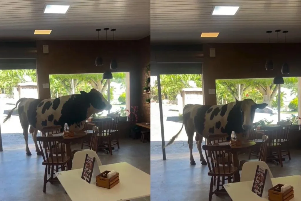 "Eu gostaria de merendar": touro invade loja de açaí no interior do Ceará e vira meme