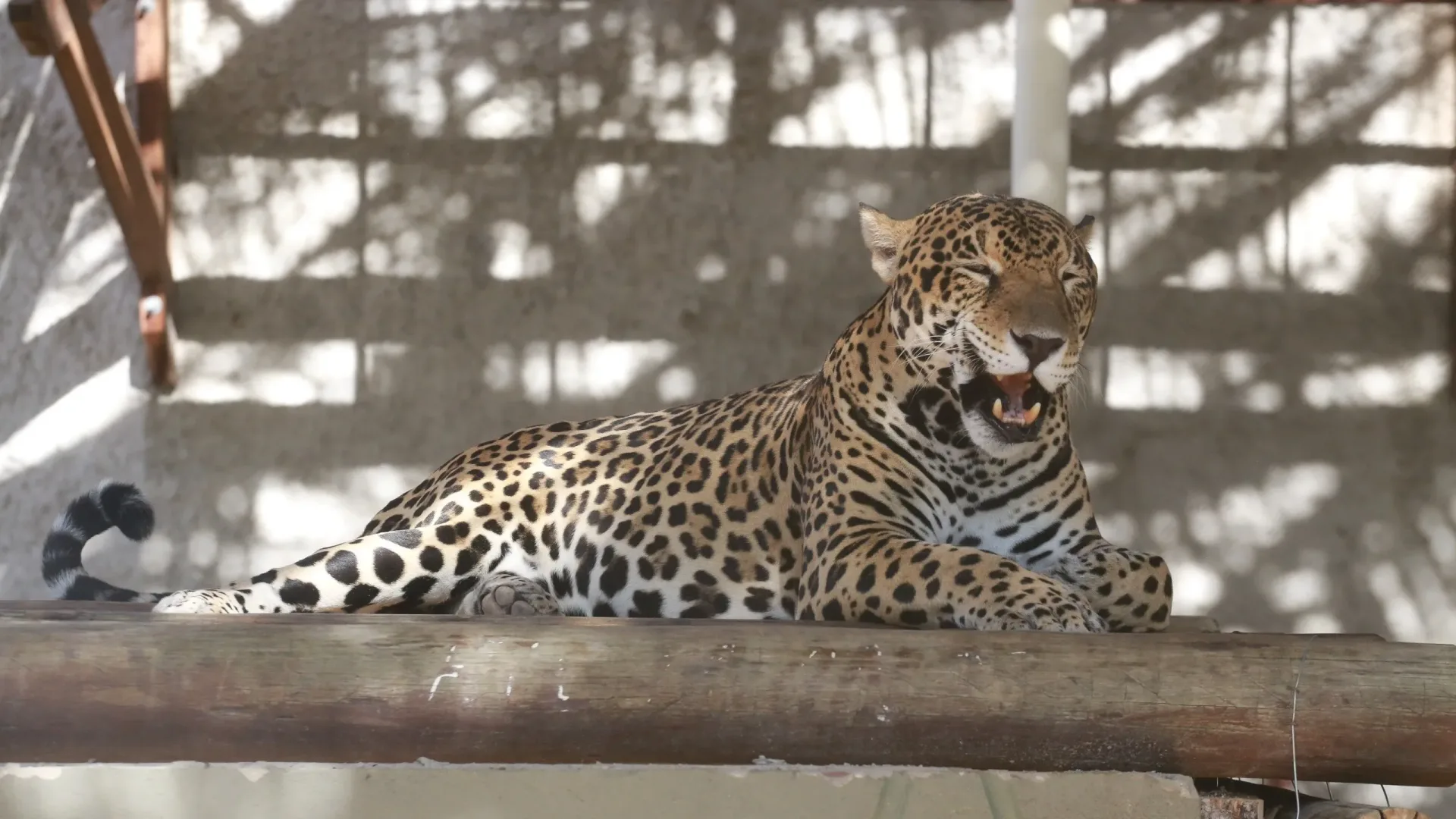 Zoológico e Horto de Fortaleza estarão fechados nesta terça-feira (14) e quarta-feira (15); entenda motivo