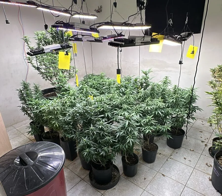 Laboratório clandestino com oito quilos de maconha é descoberto em Fortaleza
