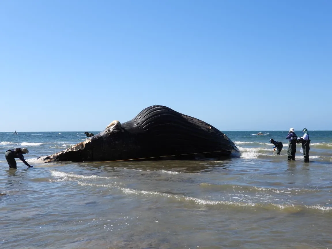 Baleia-jubarte de 15 metros segue encalhada na Praia de Redonda, em Icapuí; veja fotos