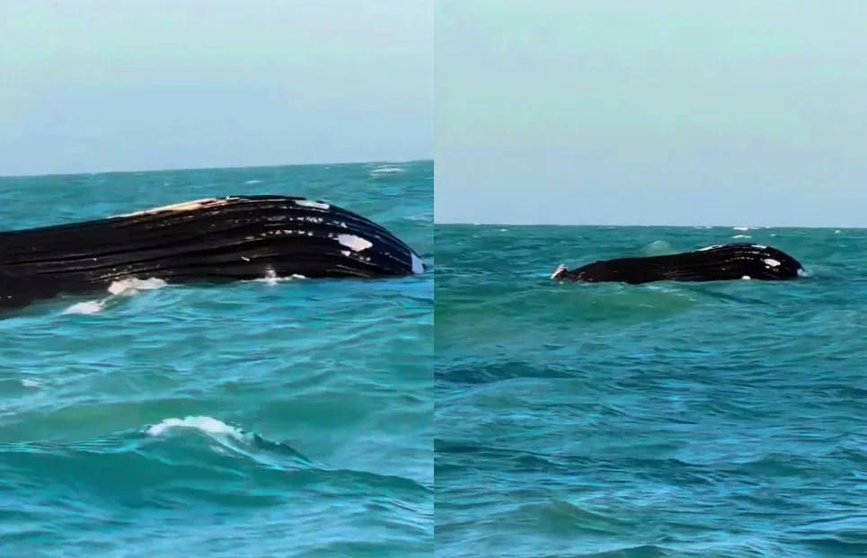Baleia-jubarte é encontrada morta no mar de Icapuí, no Ceará