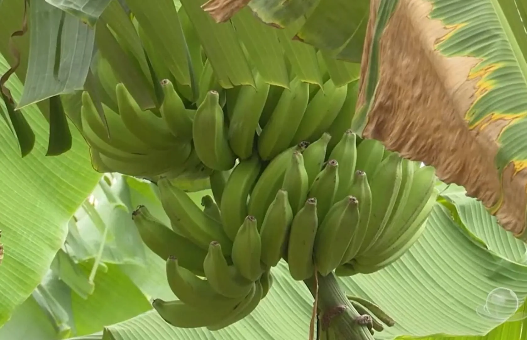 Banana cultivada em Umirim ganha mercado e fortalece agricultura familiar no Ceará