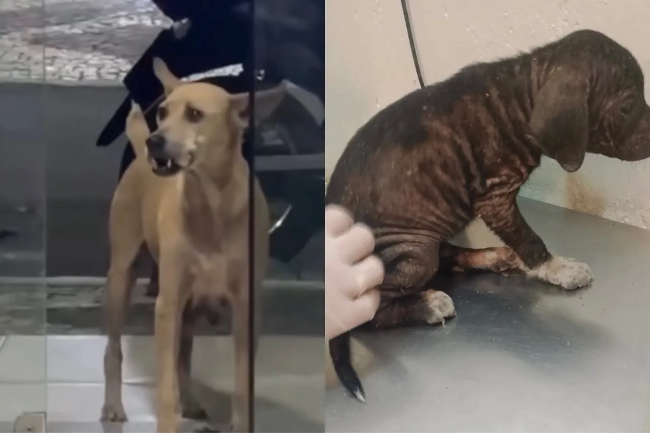 Cadela leva osso à clínica veterinária em busca de filhote atropelado no Ceará