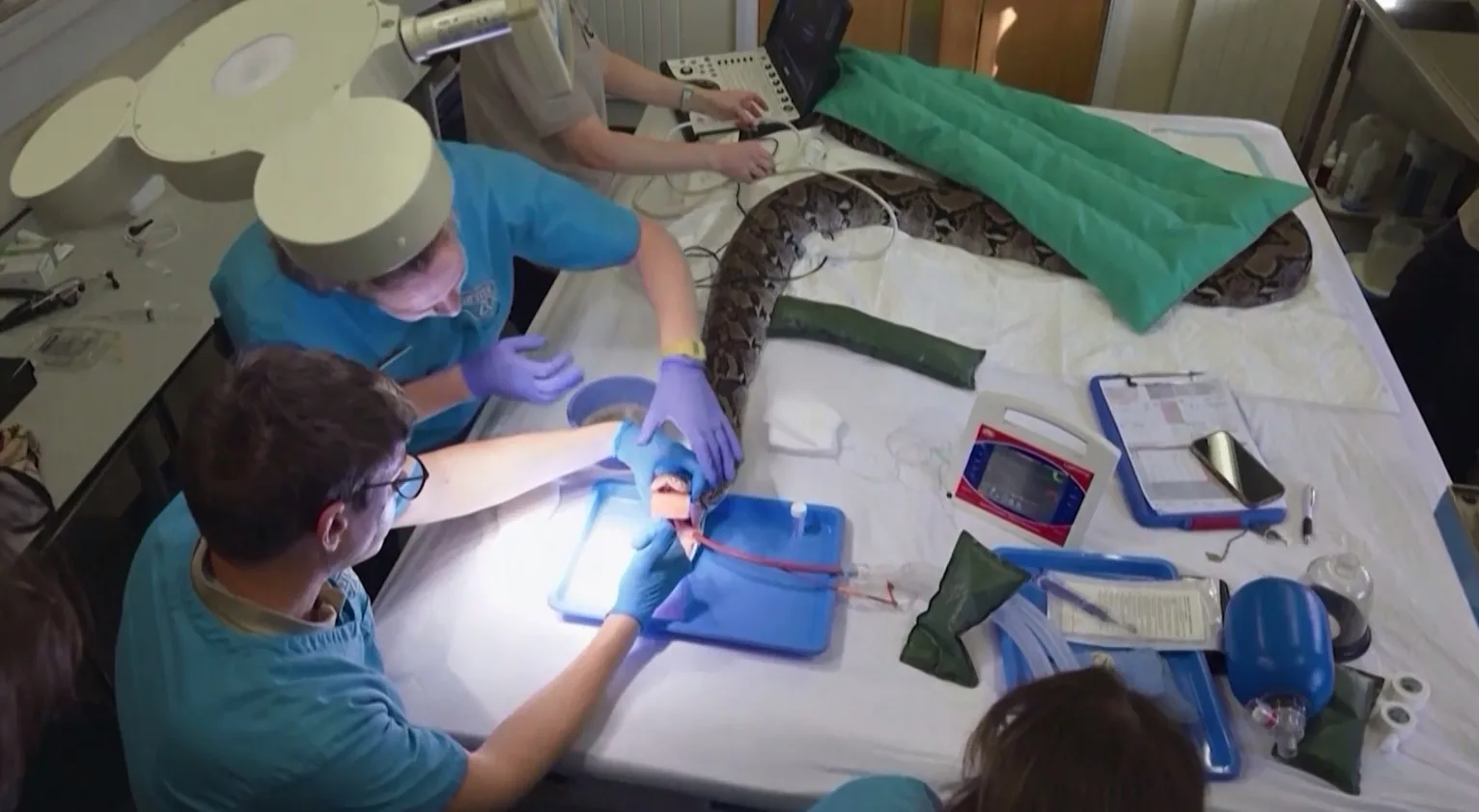 Casos de picadas de cobras no IJF, em Fortaleza, passam do total de 2025 em apenas oito meses