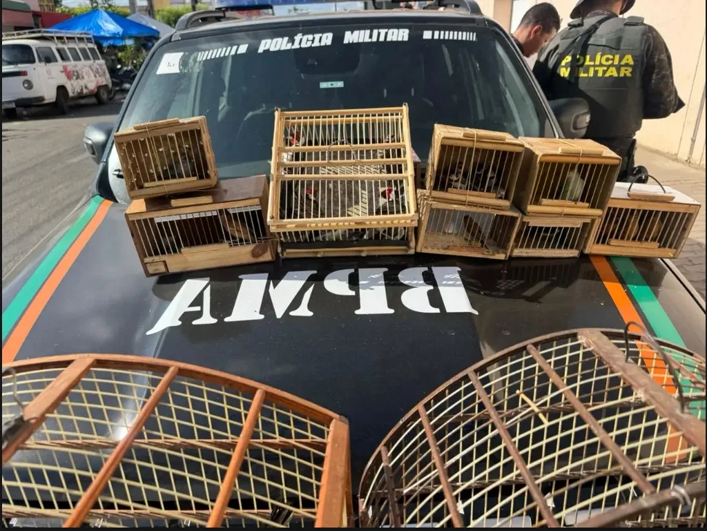 Polícia resgata 27 aves silvestres e autua quatro pessoas por comércio ilegal no Ceará