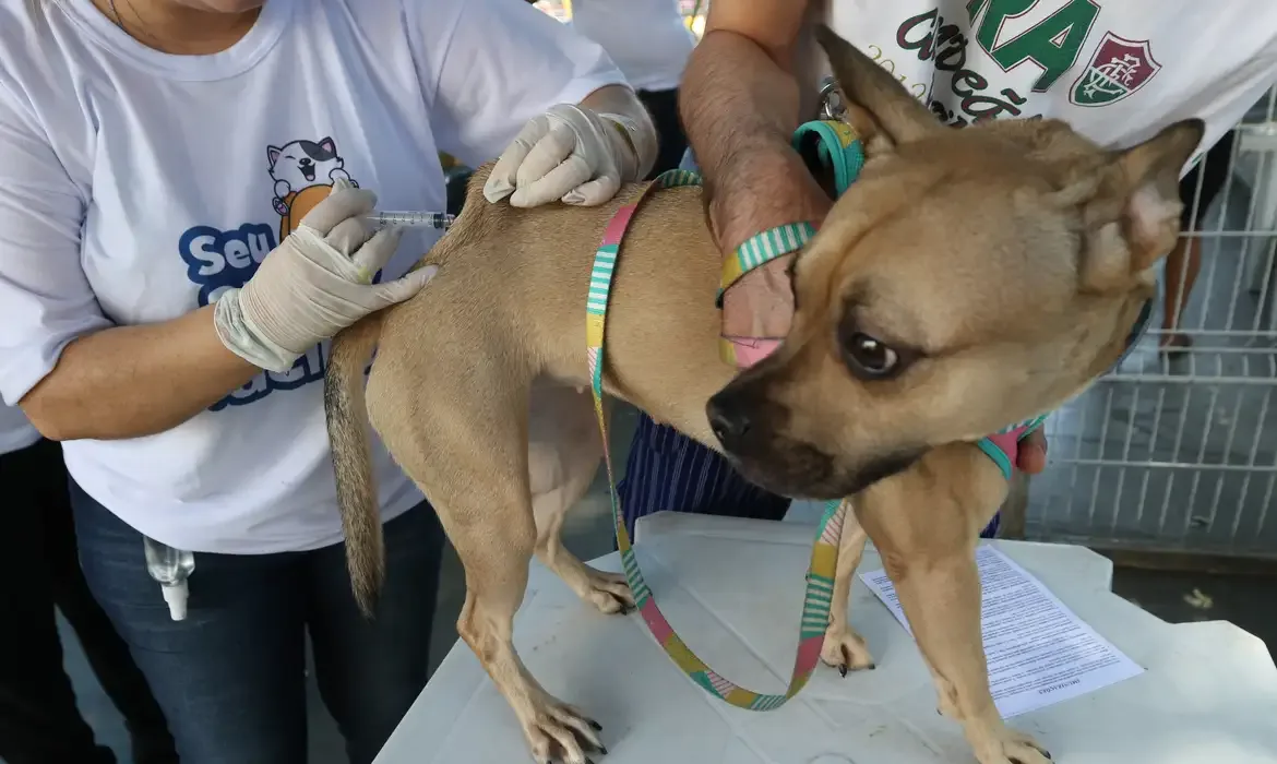Fortaleza terá Dia D de vacinação contra raiva neste sábado (17); veja onde levar cães e gatos