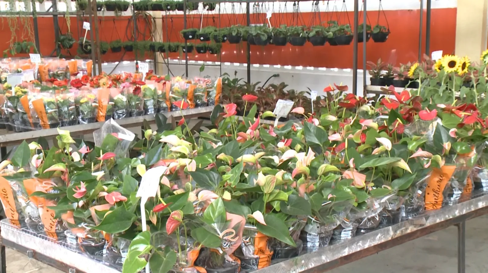 Ceará exportou US$ 1,35 milhão em flores e produtos de floricultura