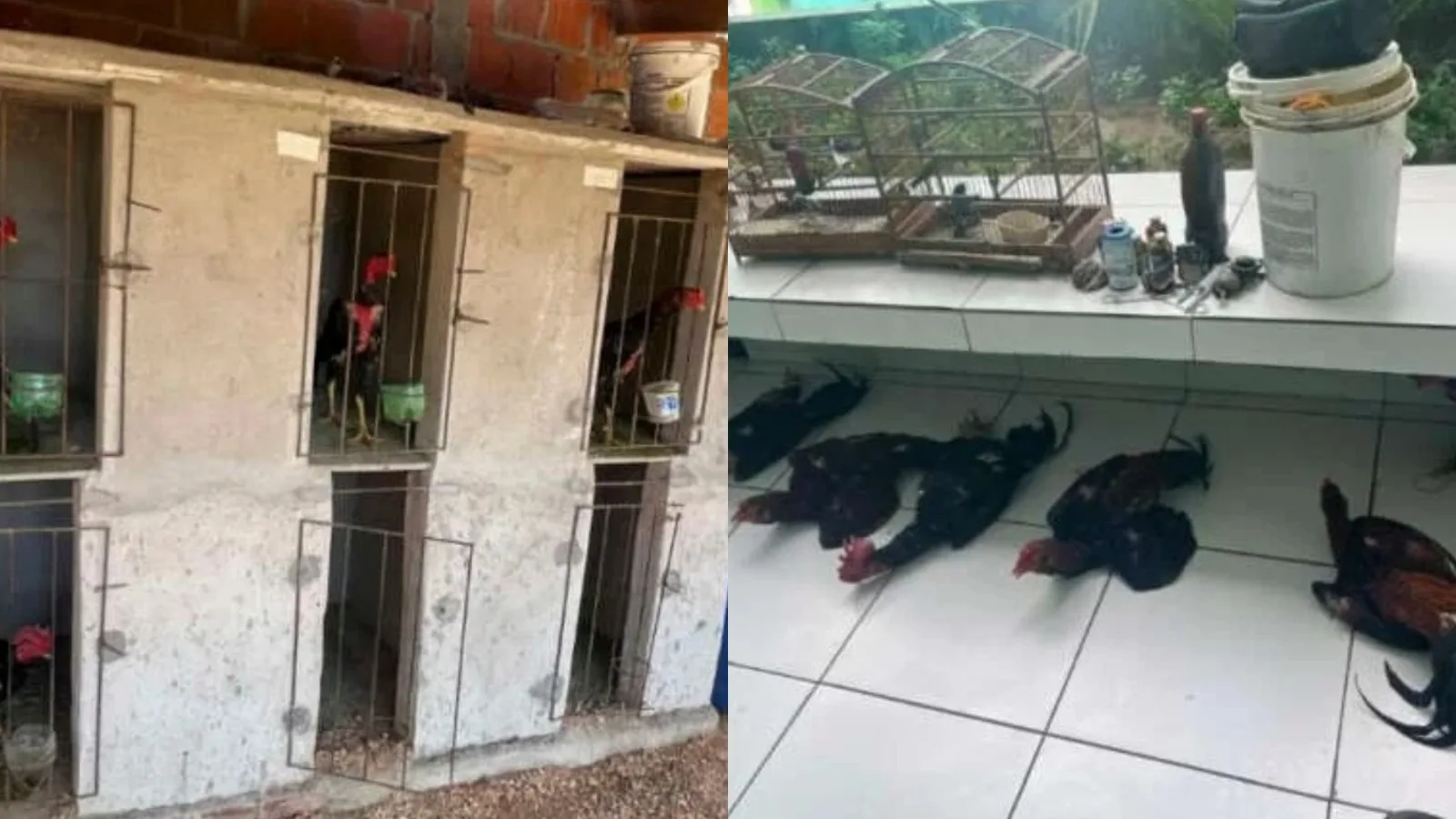 PM resgata 18 aves com sinais de maus-tratos e aplica R$ 16 mil em multas no Ceará