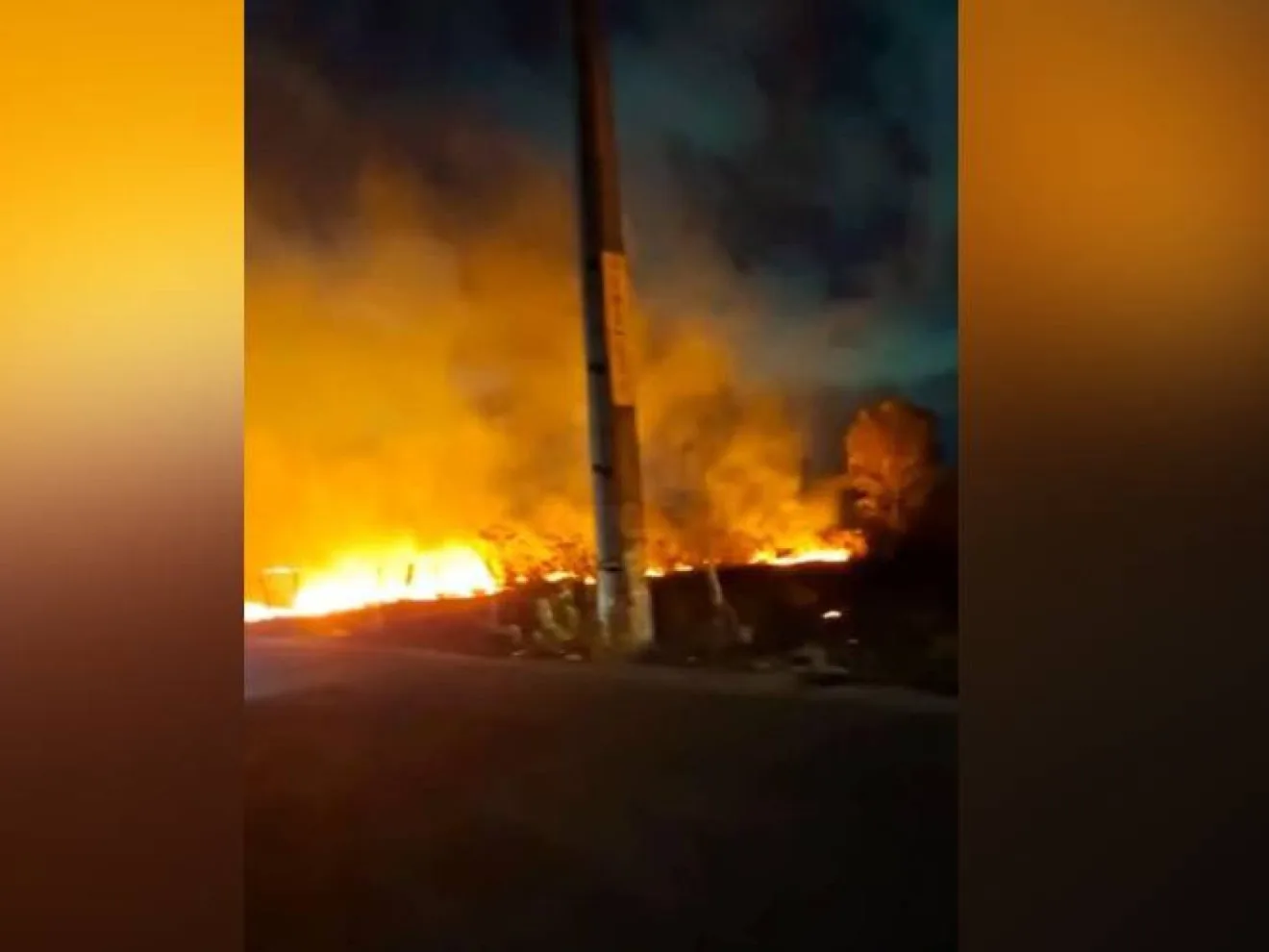 Incêndio em área verde de Fortaleza mata filhotes de cães e animais silvestres; ativista cobra atenção para a causa animal