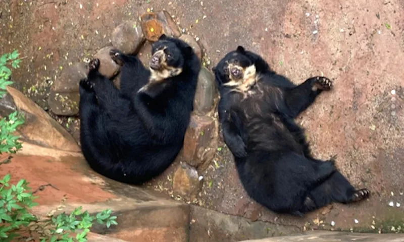 Penélope e Pepito podem deixar zoológico de Sorocaba após questionamentos sobre condições de vida