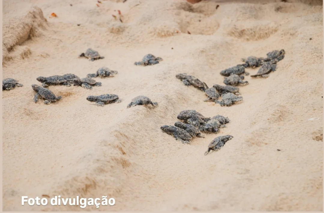 Fortaleza inicia temporada de desova da tartaruga-de-pente com identificação do primeiro ninho